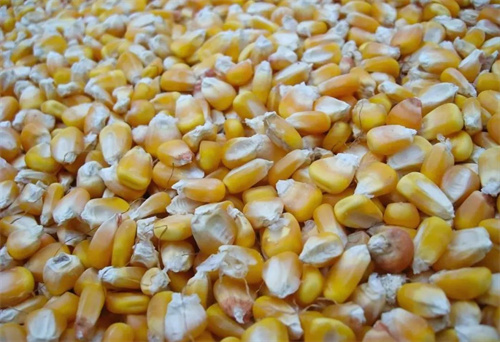 关于进口缅甸玉米植物检疫要求的公告解读