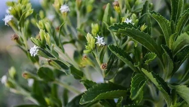 关于进口卢旺达甜叶菊植物检疫要求的公告解读