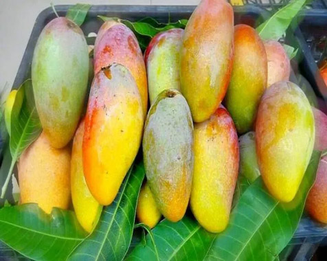 关于进口老挝鲜食芒果植物检疫要求的公告