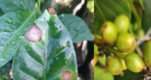 关于进口埃塞俄比亚咖啡豆植物检疫要求的公告