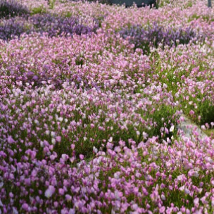 宿根花卉