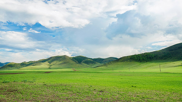 蒙古国天然饲草进口指南