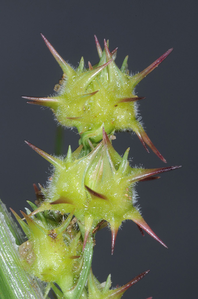 刺蒺藜草（Cenchrus echinatus）种子