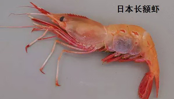 进口日本长额虾的HS海关编码