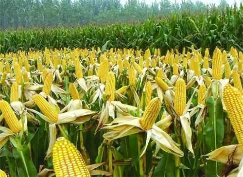 关于进口塞尔维亚玉米植物检疫要求的公告