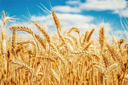 【进口知识】俄罗斯小麦全境进口小知识